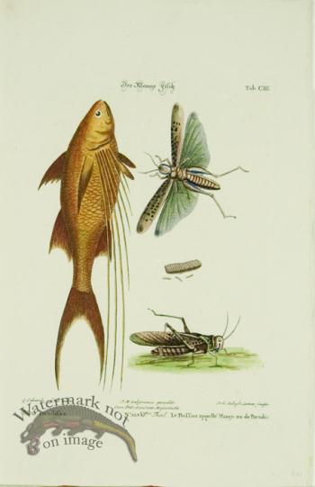 SSM 06 Le Poiffon appelle' Mango ou de Paradis (Mango-Fish)